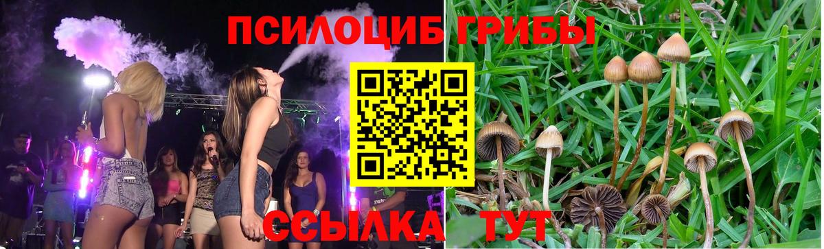 Галлюциногенные грибы GOLDEN TEACHER Чернушка